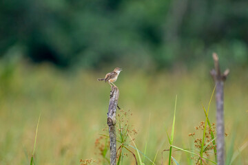 A small streaked brown bird, likely a Zitting cisticola, perches on a blade of grass. Its wings are slightly spread, and it is set against a blurry green background.
