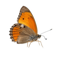Naklejka premium butterfly on white background
