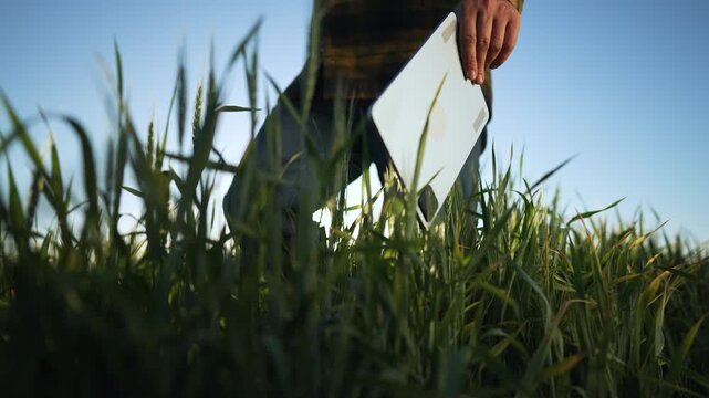 Farmer in wheat field with tablet. Farmer managing wheat crops. Modern organic farm practices. Sustainable agriculture. Farmer analyzing organic wheat data. Efficient organic farming techniques.