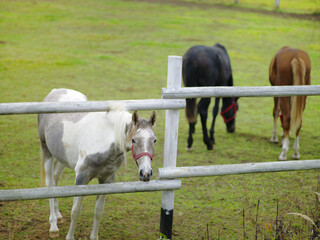 portrait of a white horse