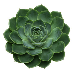 Green echeveria succulent plant top view isolated on transparent background