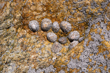 Patellidae belong to the family of true limpets, marine gastropod mollusks from the superfamily Patelloidea. Close up of several shells together with barnacles (Balanidae) on granite rock in Portugal