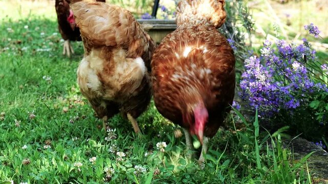 Close-up video of three Loman Brown hens pecking fresh green grass beside blooming lavender, filmed with selective focus and natural light.