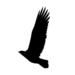 eagle vector illustration