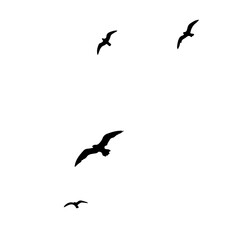 seagulls in flight