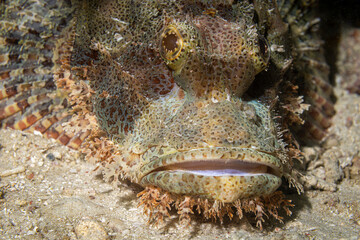 Scorpion fish @ Mabul Island, Malaysia