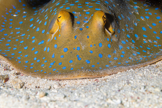 Blue spotted stingray @ Mabul Island, Malaysia