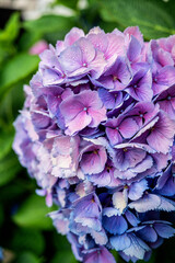 Purple Hydrangea