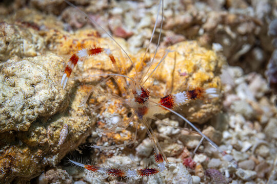 Boxer Shrimp @ Mabul Island, Malaysia
