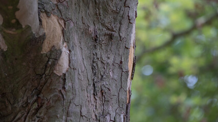 Tree bark texture with natural patterns