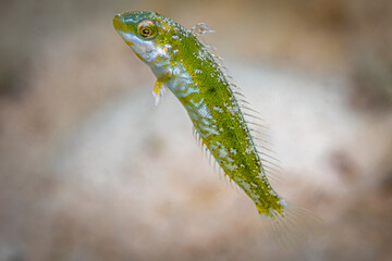 Green fish @ Mabul Island, Malaysia