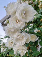 Obraz premium rose bush