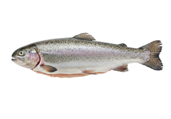 Freshwater fish isolated transparent background