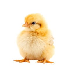 Obraz premium baby chicken isolated on white background