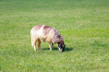Close up the brown Sheep is rest in garden