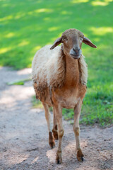 Close up the brown Sheep is rest in garden