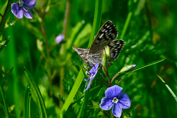 Scheck-Tageule (Euclidia mi) an Gamander-Ehrenpreis (Veronica chamaedrys) // Mother Shipton moth on...