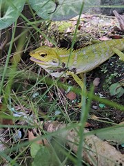 green lizard in green grass 3