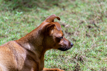 portrait of a pincher dog