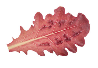 Naklejka premium Red oak leaf close up macro isolated
