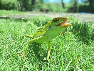 green lizard in green grass
