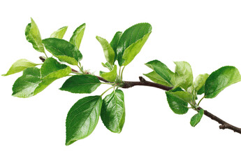 Fototapeta premium Close-up of a leafy branch with vibrant green leaves