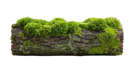 Moss-covered log, horizontal