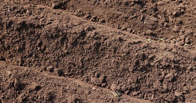 potatoes in rows in agricultural field , rows of potatoes in the field in the spring during farming