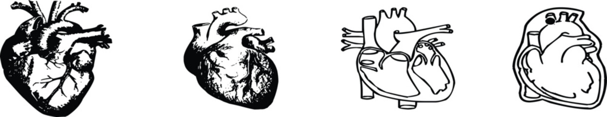 Anatomical Heart Vector Drawings | Medical Illustration Set for Healthcare and Educational Design