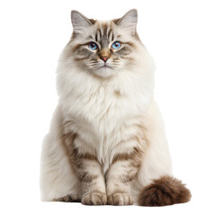 ragdoll cat png cat png fluffy cat png long fur cat png full body cat png blue eyes png transparent background image
