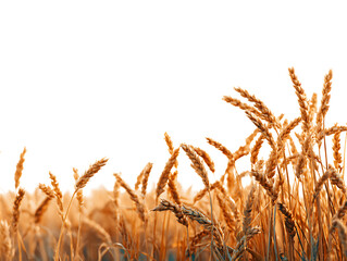 Wheat Field Rural Natural Farming View