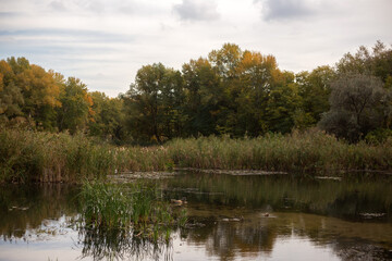 Golden Reflections Of Autumn Nature