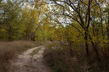 Golden Reflections Of Autumn Nature