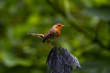 robin on the fence