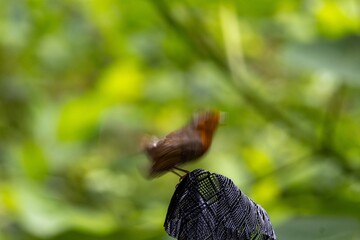 robin on the fence