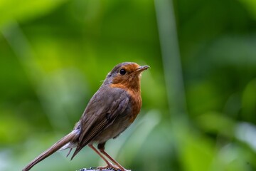 robin on the fence