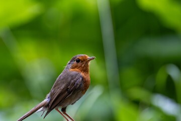 robin on the fence