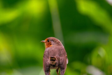 robin on the fence