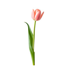 pink tulips isolated on white
