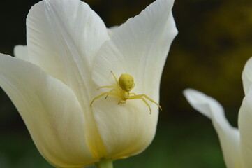 Obraz premium Yellow spider on a white tulip. Misumena vatia