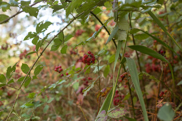 Golden Reflections Of Autumn Nature