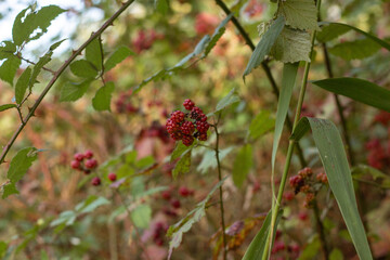 Golden Reflections Of Autumn Nature