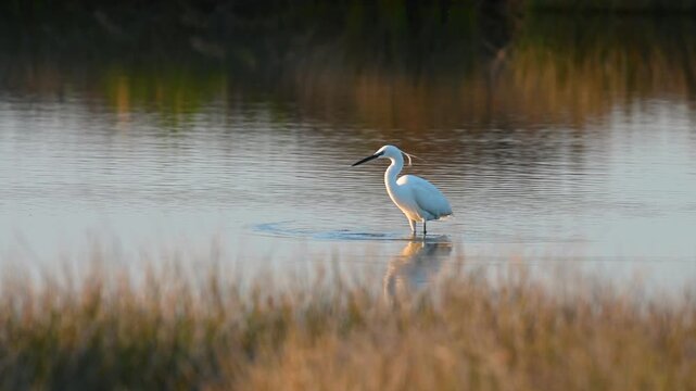 In the light of sunset, the elegant little egret (Egretta garzetta) searches for food in shallow water in a marsh or lake.
