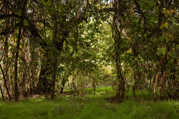 Golden Reflections Of Autumn Nature