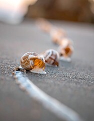 Snails in a row on a sandy surface