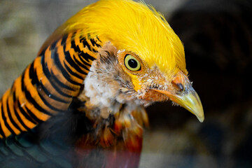 Golden pheasant