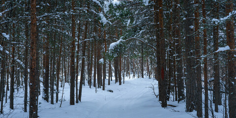 Path in a forest covered in snow during a beautiful winter
