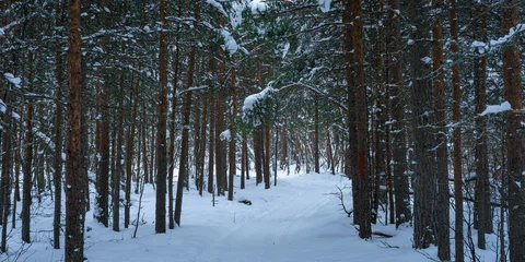 Fototapeten Polarkreis Path in a forest covered in snow during a beautiful winter  © Hortigüela