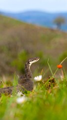 Snake in grassy terrain, focused portrait, wildlife and nature