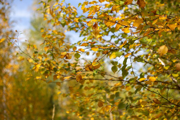 Whispers Of Forest Autumn Dreams